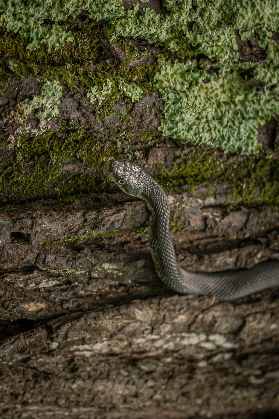 Eastern Ratsnake