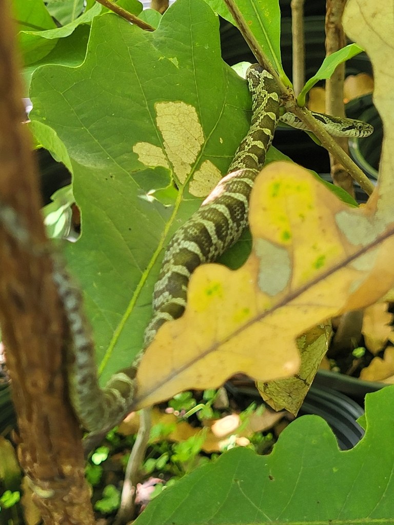 A newly hatched ratsnake showing bold dark saddle blotches on a gray background