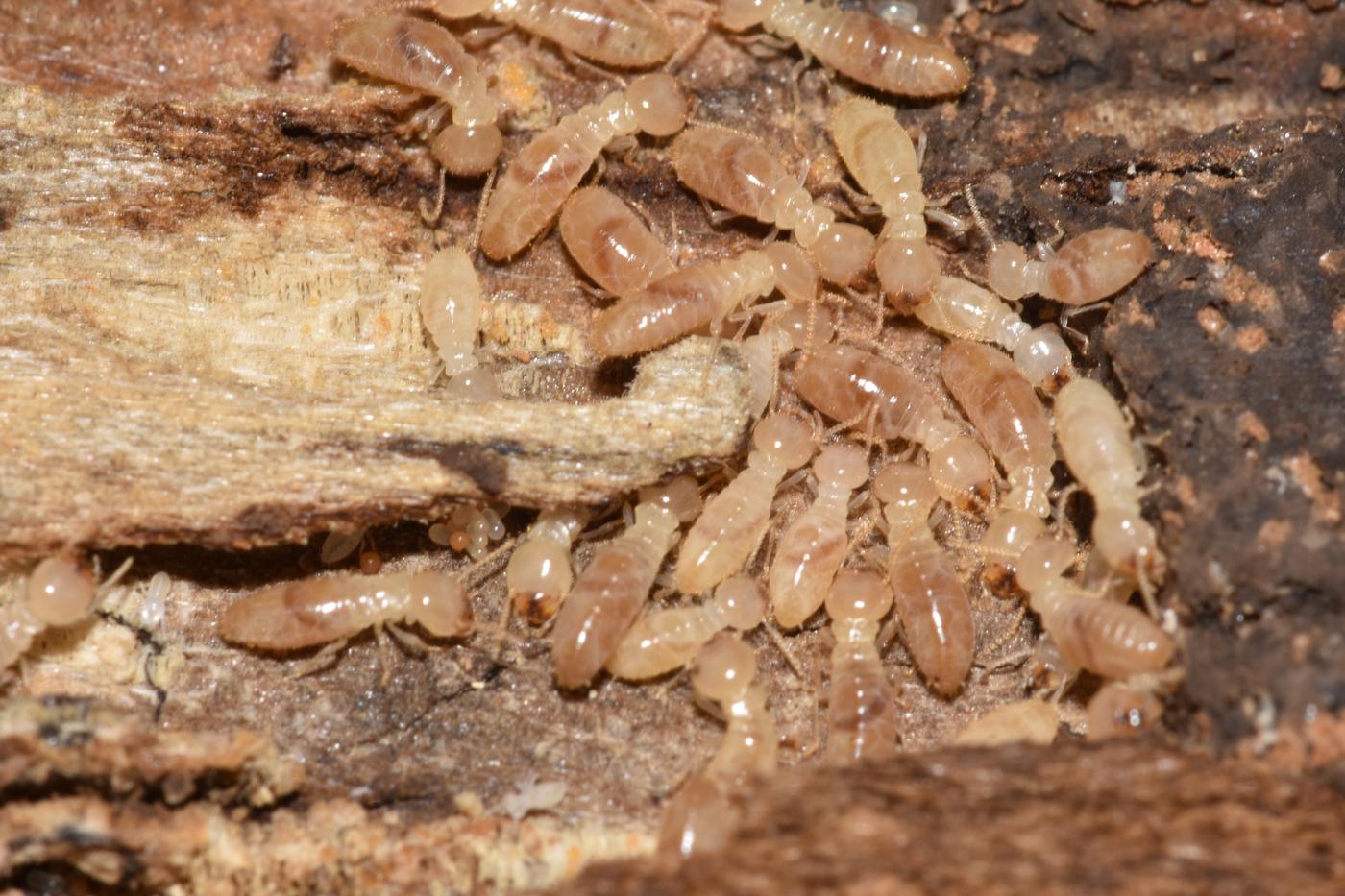 A cluster of pale translucent termite eggs in a wood gallery with workers tending them