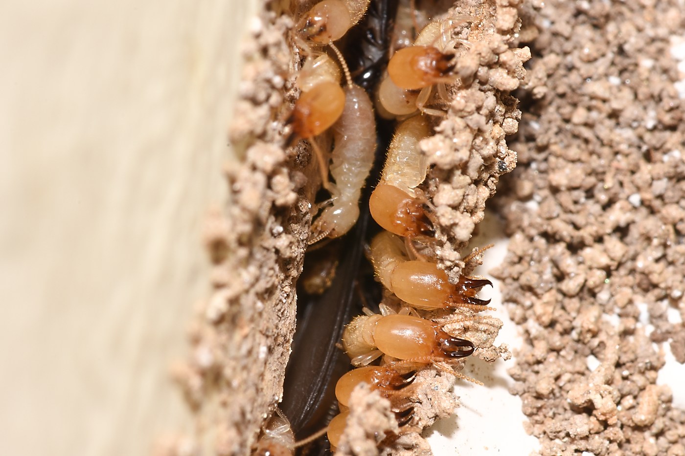 Eastern Subterranean Termites