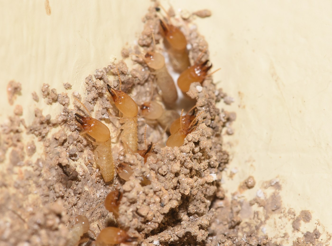 A termite soldier with an elongated yellowish head and large curved jaws among pale workers