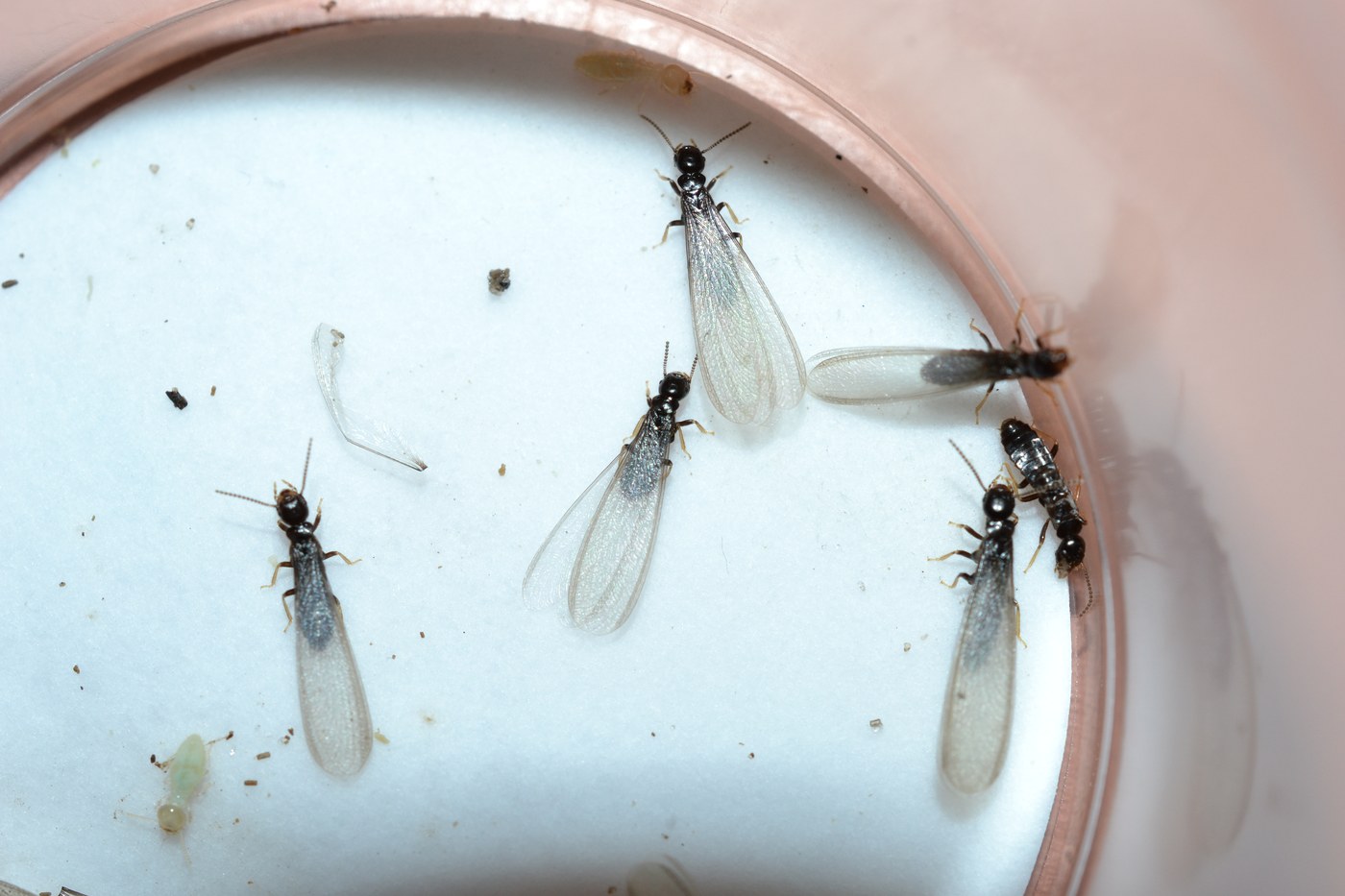 A dark brown winged termite swarmer with four wings of equal length far longer than its body