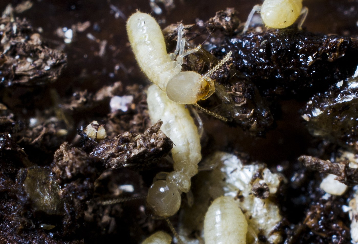 Creamy-white soft-bodied termite workers with darker heads inside a wood gallery