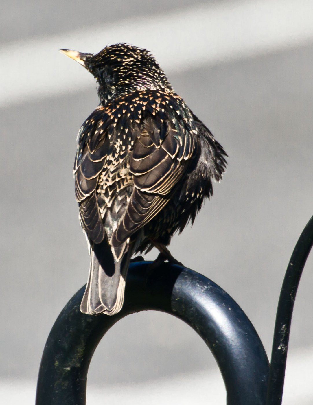 An adult European Starling in winter plumage covered in white spots
