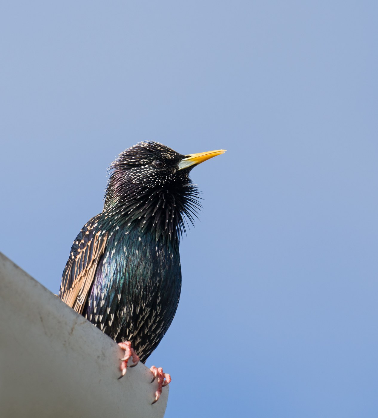 European Starling