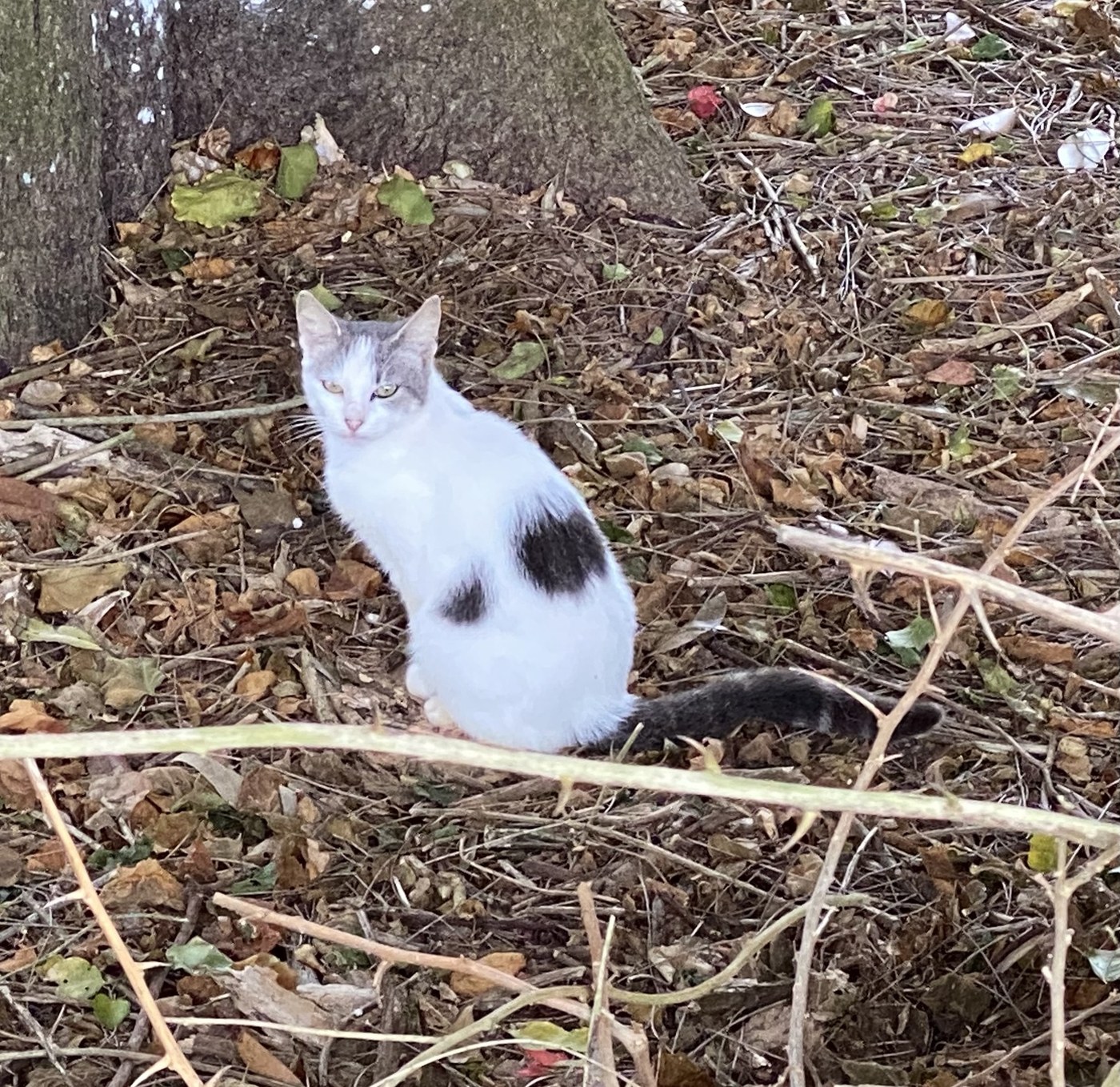 Feral Cat