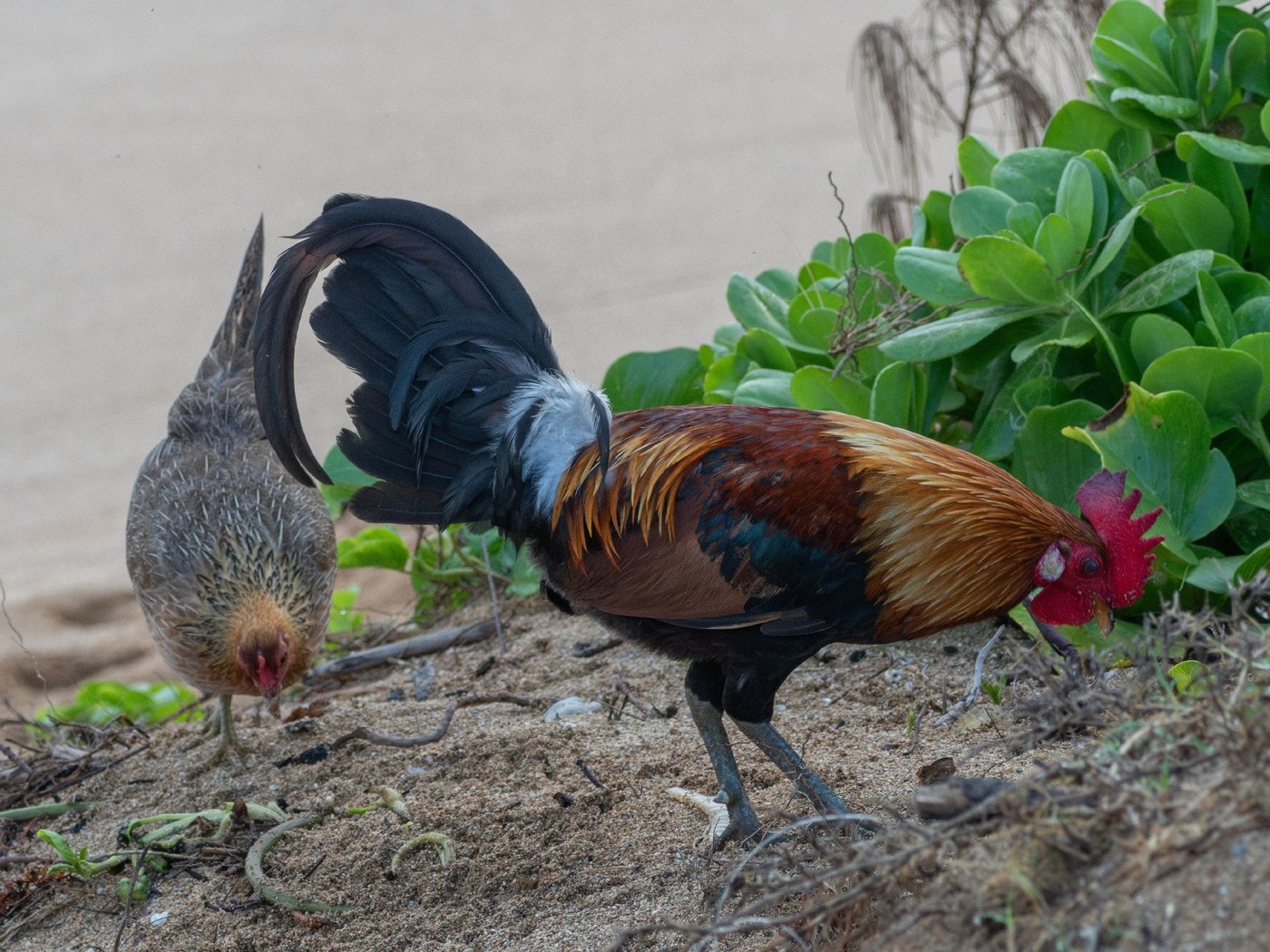 An adult feral rooster and hen foraging in the open