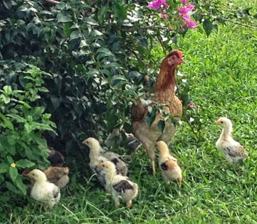 Down-covered chicks following a hen across open ground