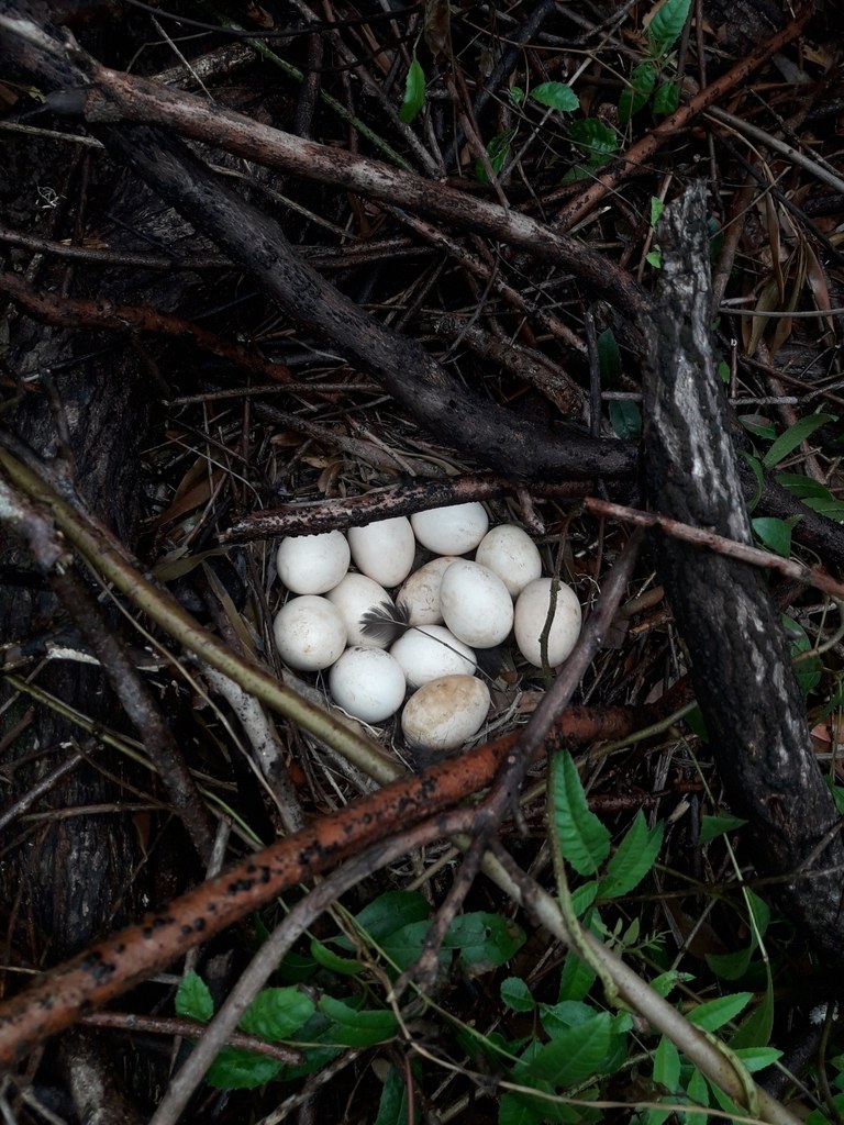 Chicken eggs in a shallow ground nest lined with grass and leaves