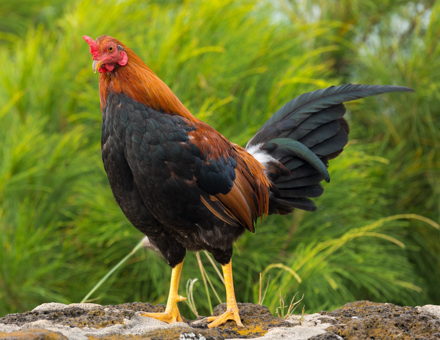 Feral Chicken