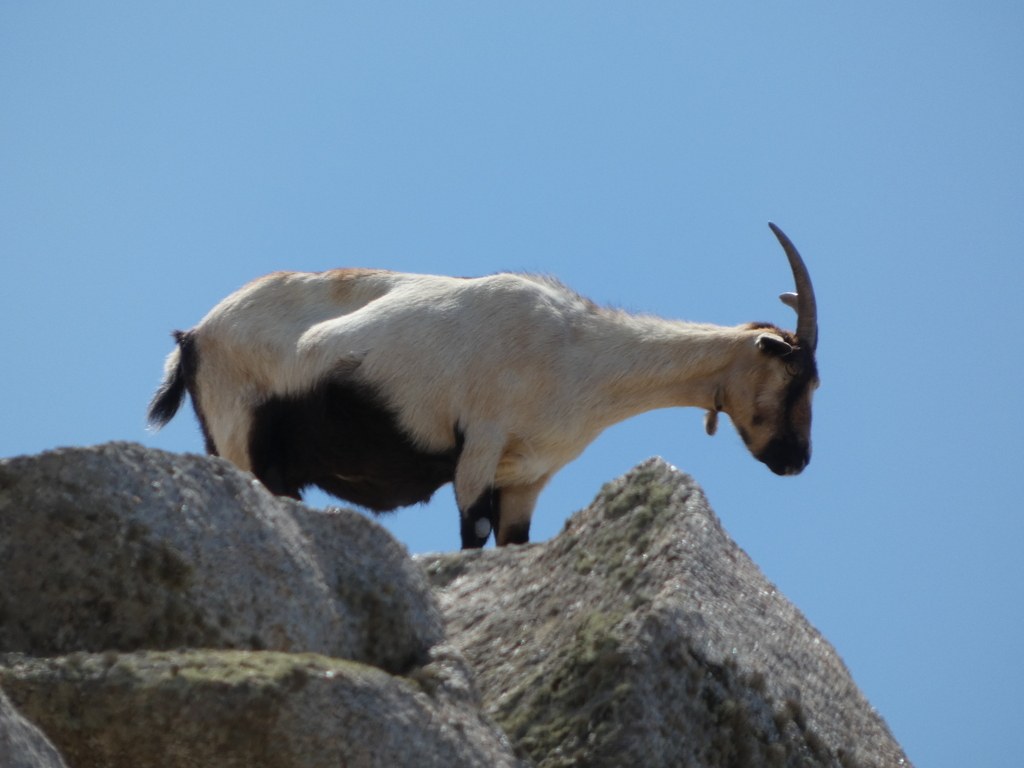 Feral Goat