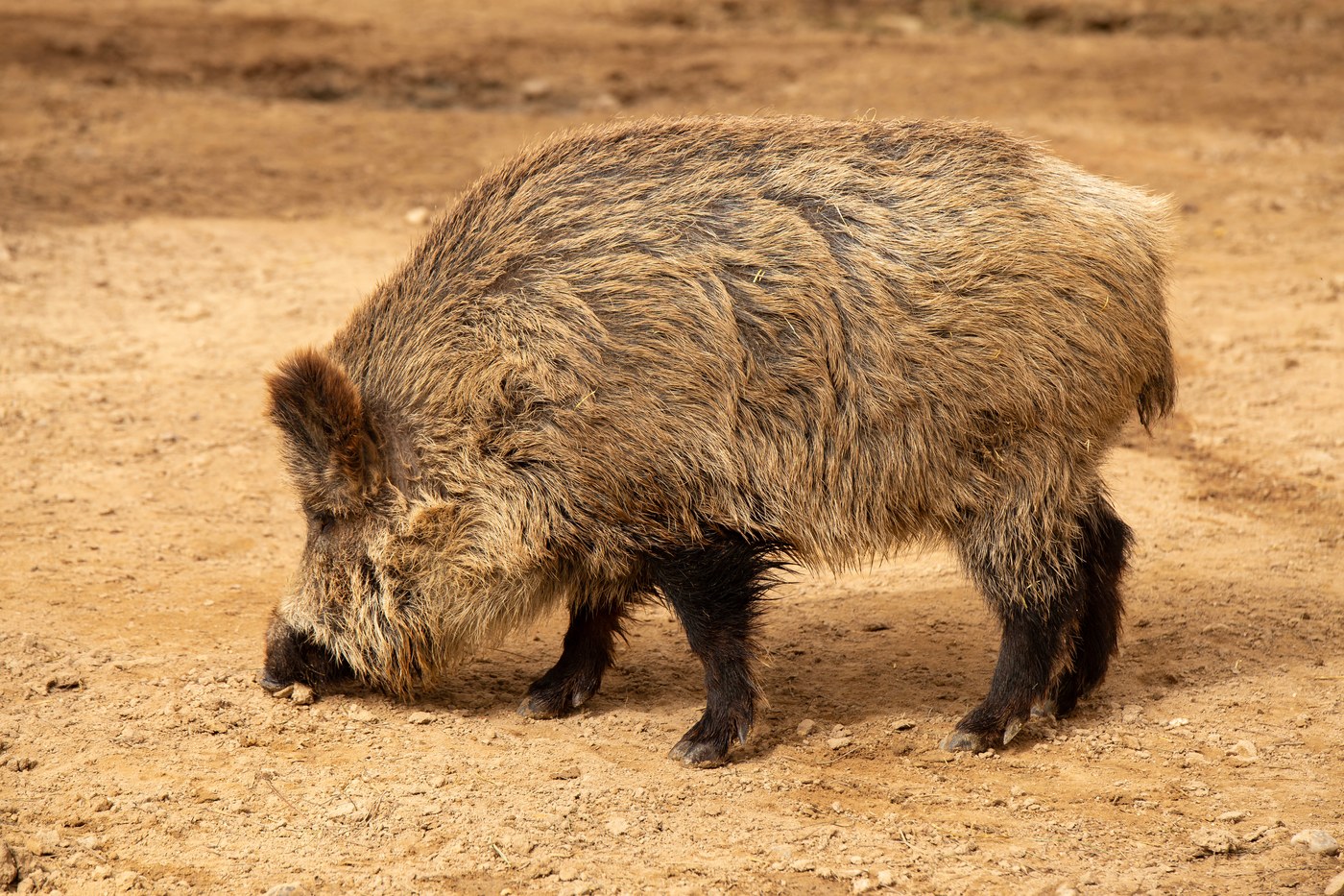 Feral Swine