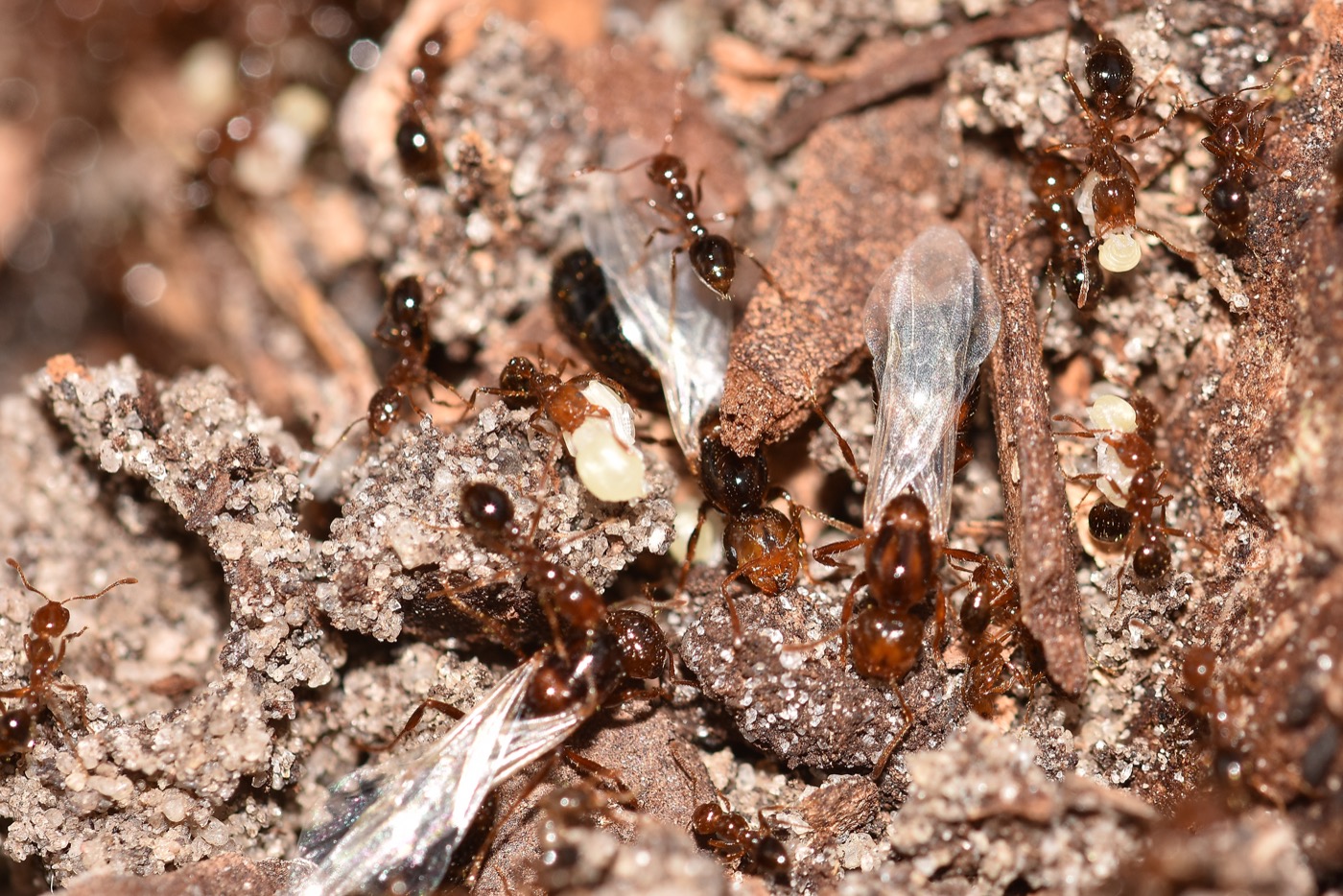 Red imported fire ant workers of several sizes alongside winged reproductives