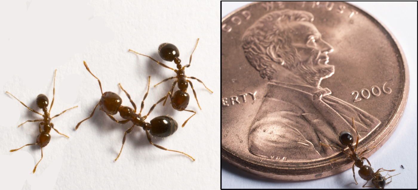 Fire Ants