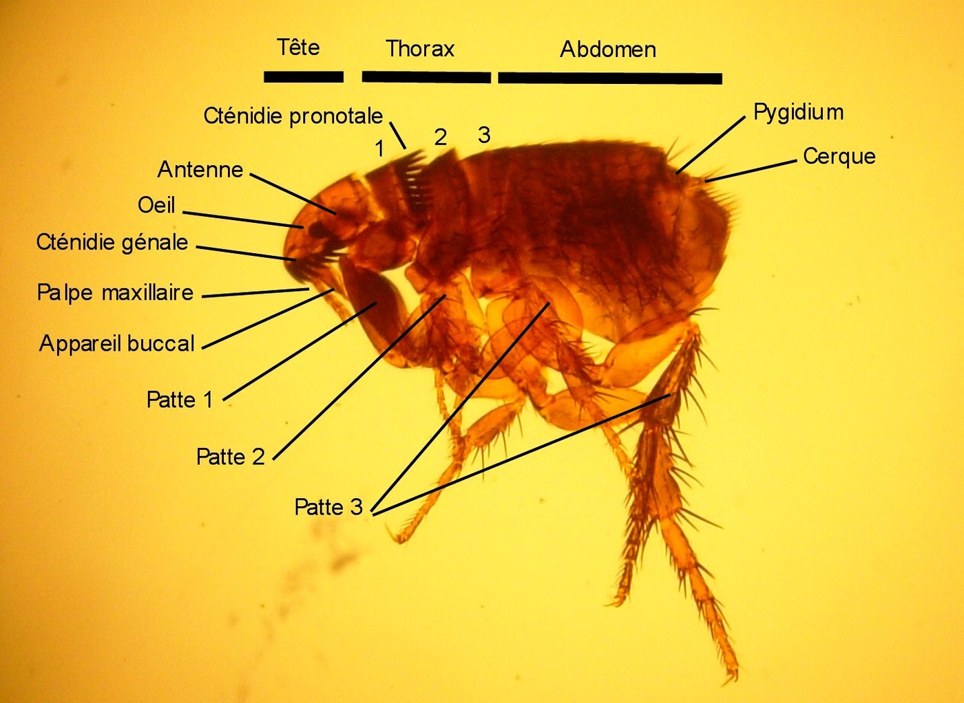 Adult cat flea in side view, reddish brown, body flattened side to side, with enlarged hind legs