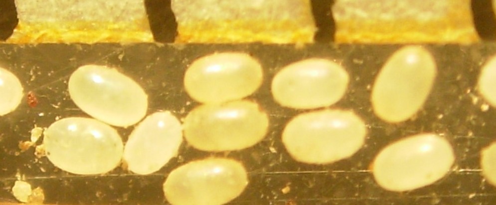 Flea eggs, tiny smooth white ovals, scattered among carpet fibers with dark specks of flea dirt