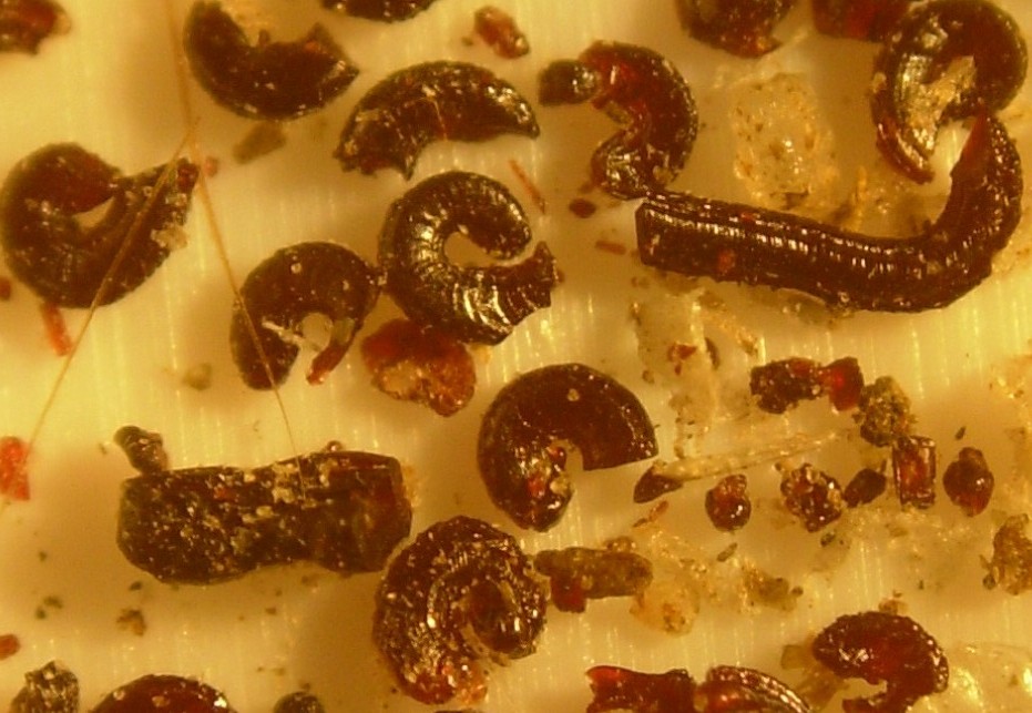 Dark pepper-like specks of flea dirt in pale pet fur, with a flea comb alongside