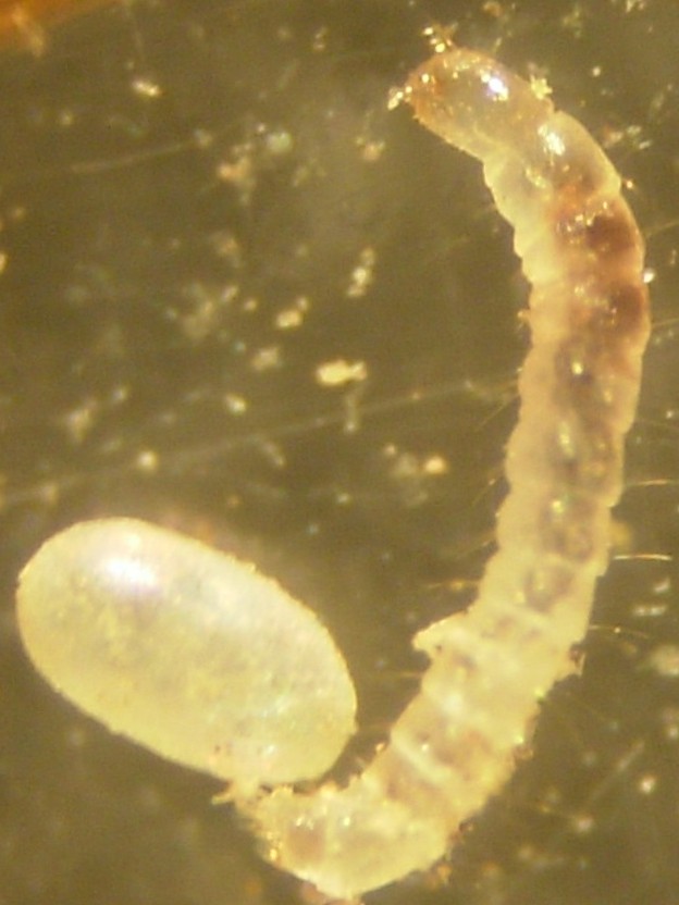Flea larva, a small white legless worm-like insect with a dark head, down among carpet fibers