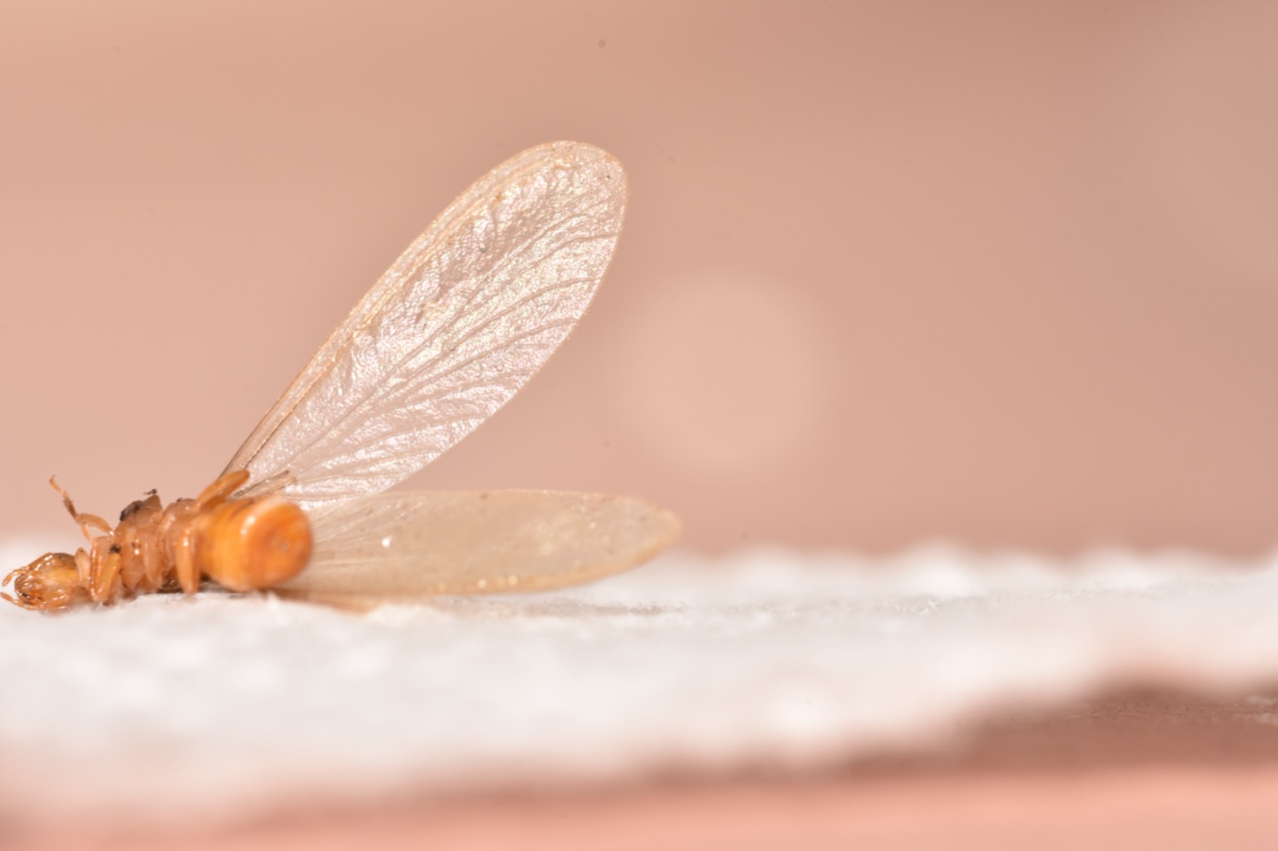 A winged Formosan termite swarmer with visibly hairy wings