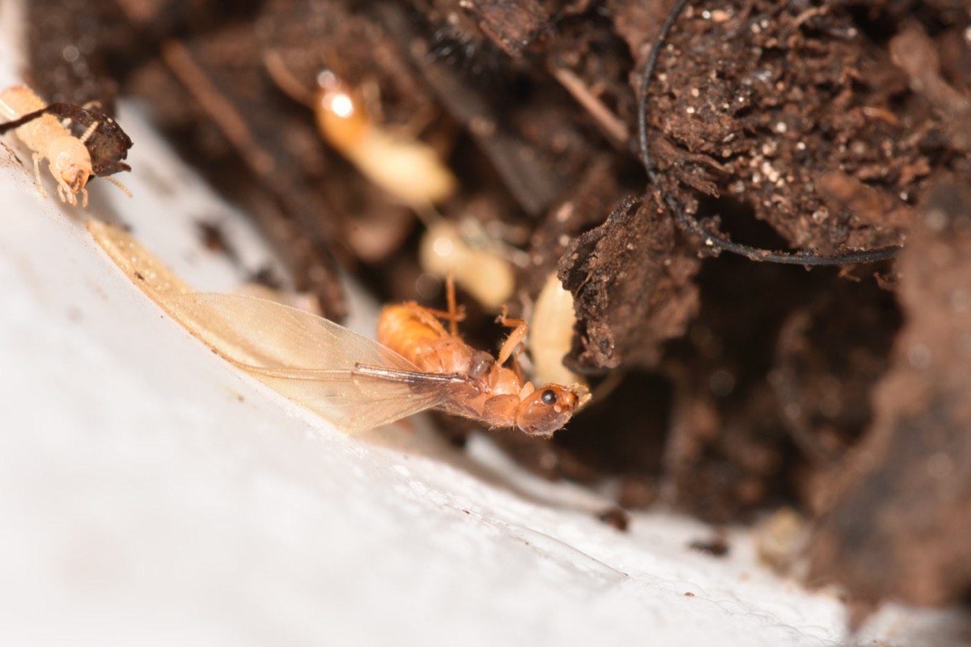 Formosan Termites