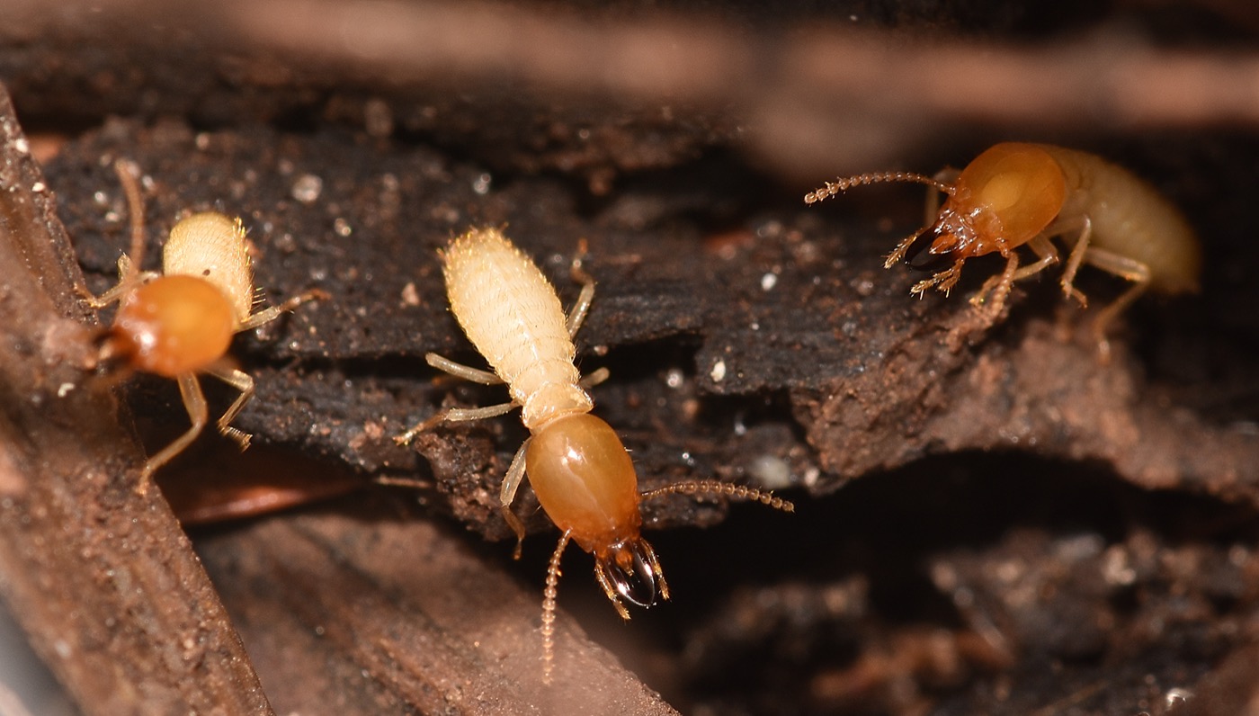 A Formosan termite soldier with a large oval orange head next to smaller pale workers