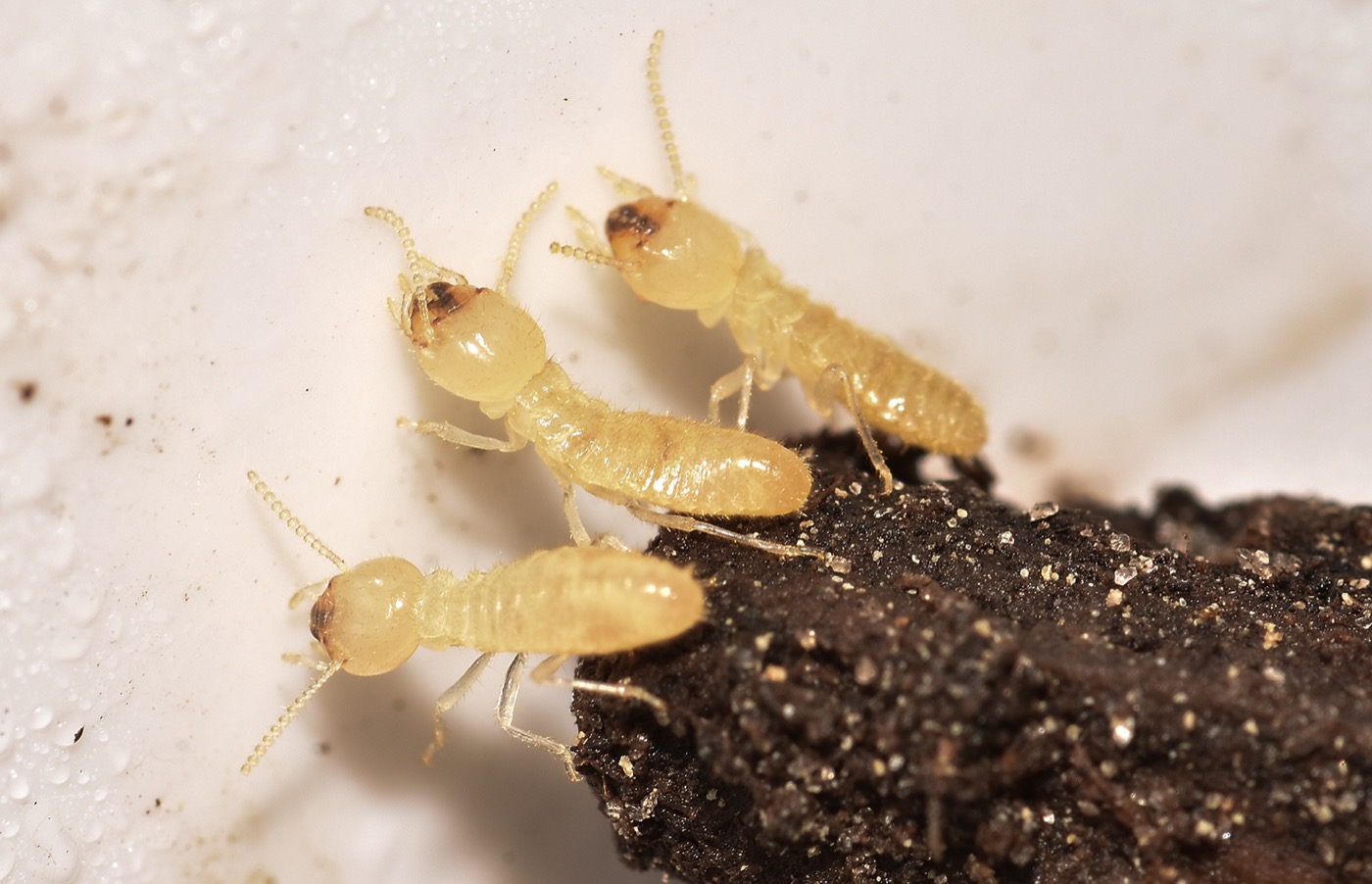 Cream colored termite workers feeding inside damaged wood