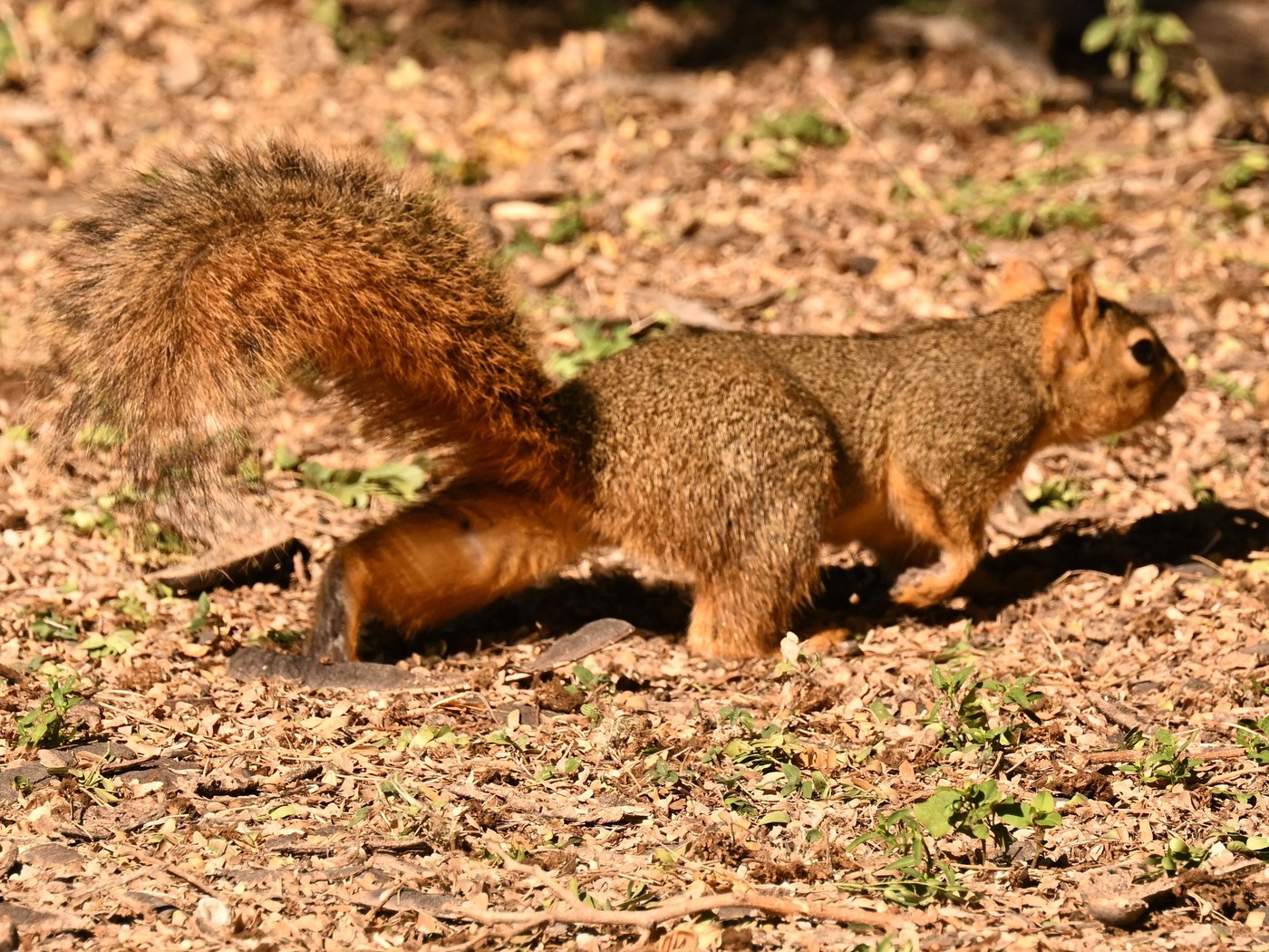 An adult fox squirrel showing the heavy build and rusty tail