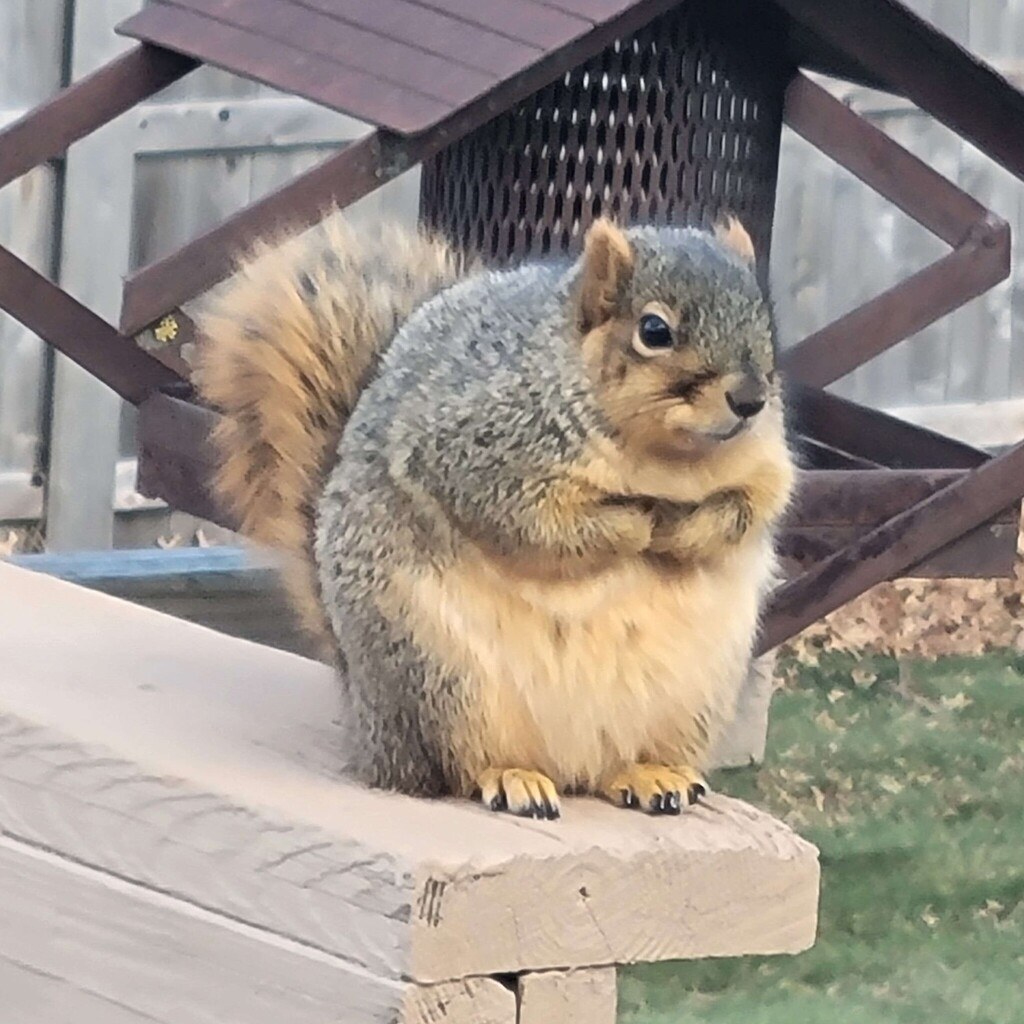 Fox Squirrel