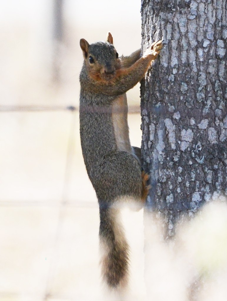A half-grown fox squirrel outside the nest