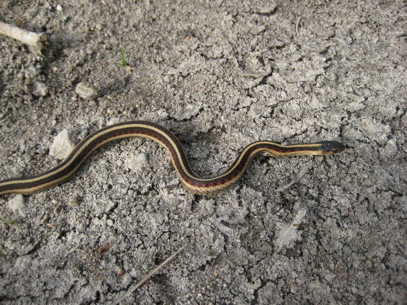 California Red-Sided Gartersnake