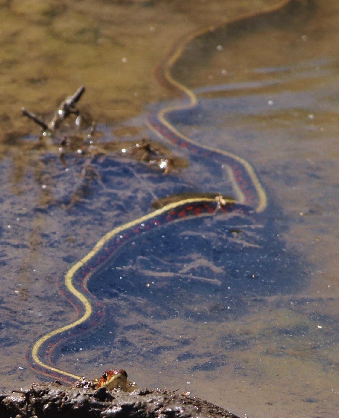 A young California red-sided gartersnake patterned like an adult but much smaller
