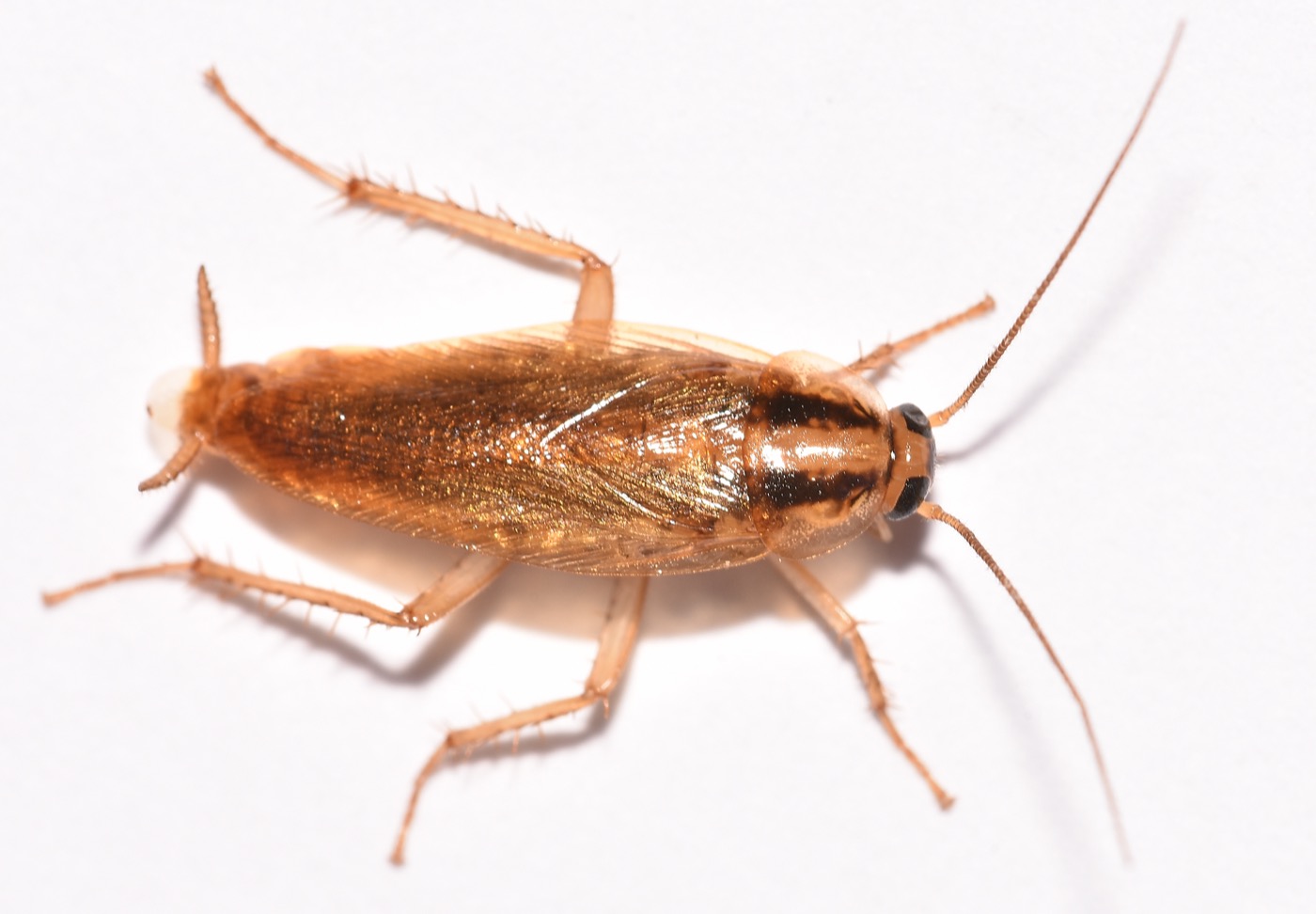 Adult German cockroach with two dark stripes behind the head