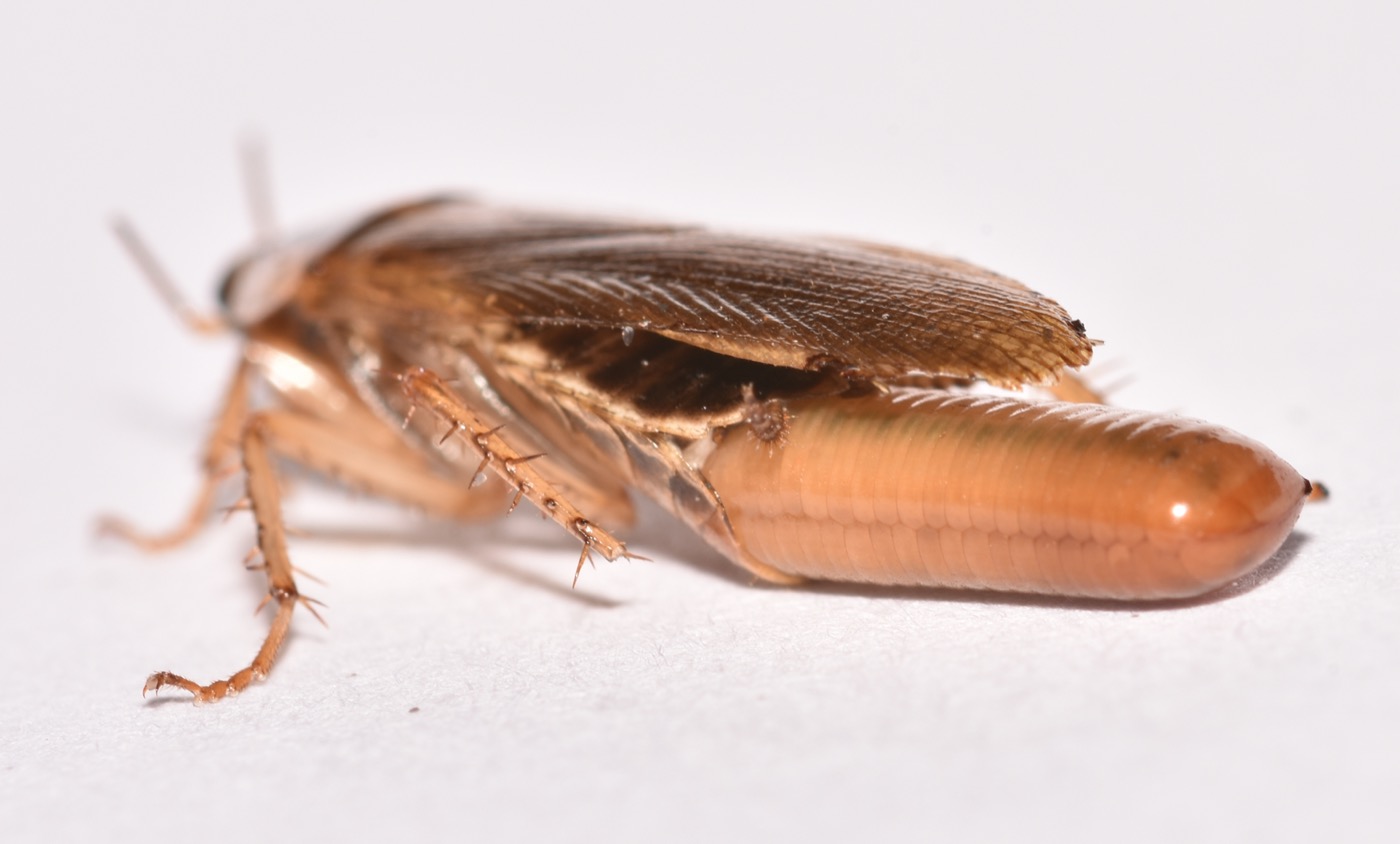 German cockroach egg case, small brown and bean-shaped