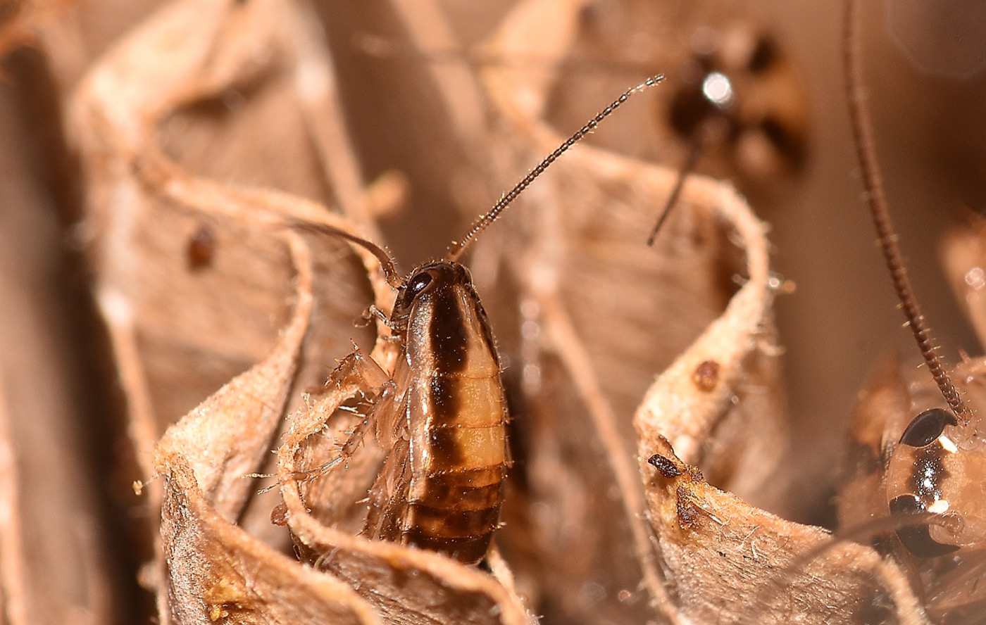 German Cockroaches