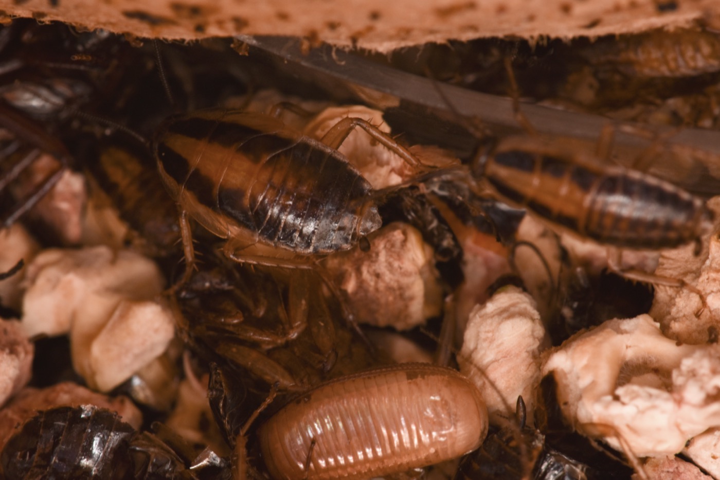German cockroaches clustered in a crack, with fecal spotting