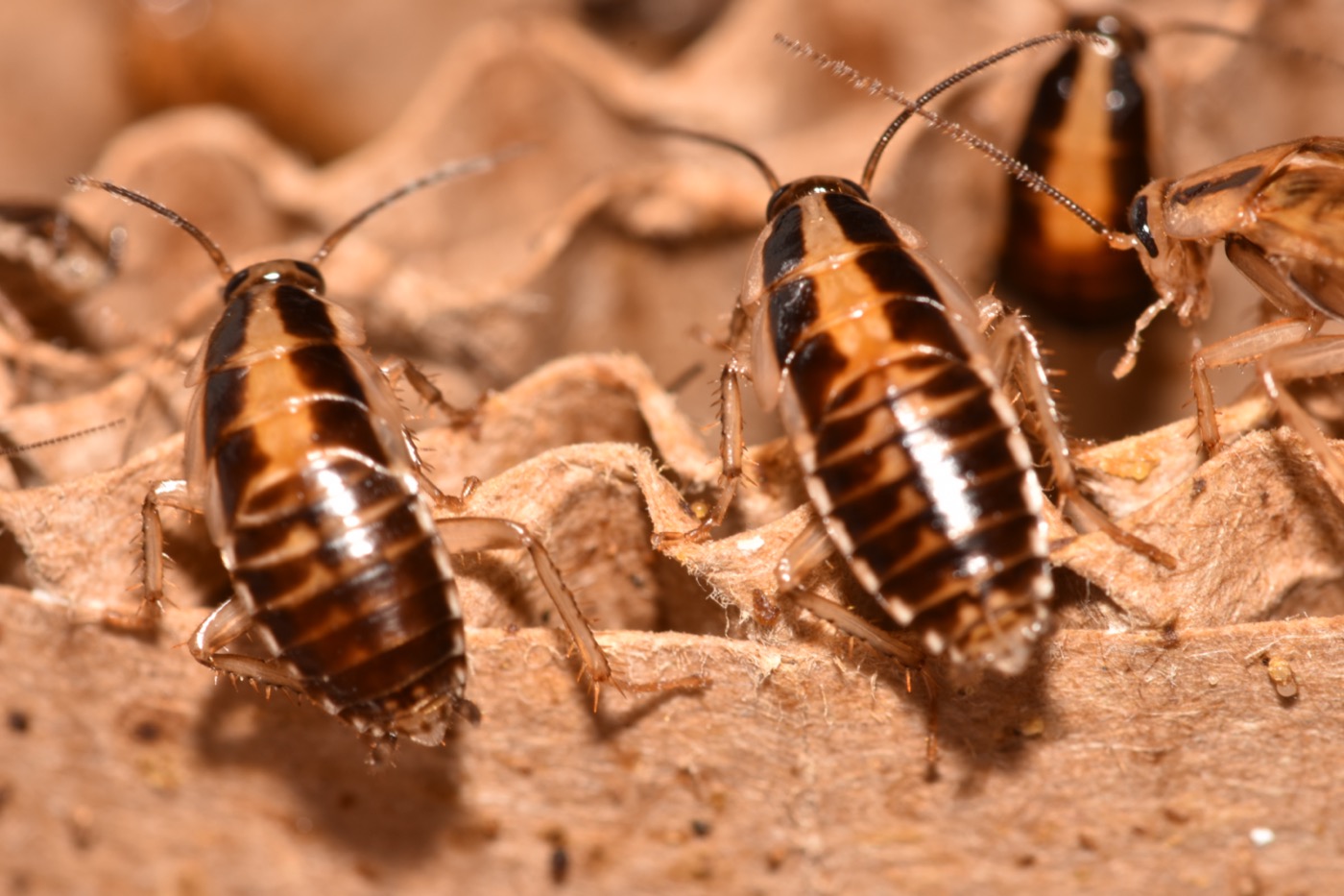 German cockroach nymph showing the tan stripe down the middle of the back