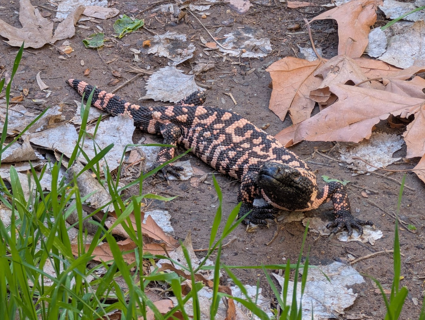 An adult Gila monster basking, showing its full reticulated black and orange pattern
