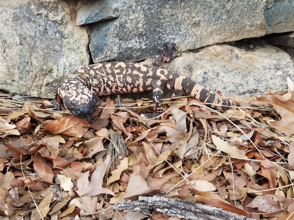 Gila Monster