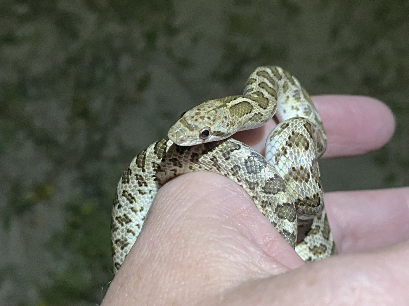 Glossy Snake