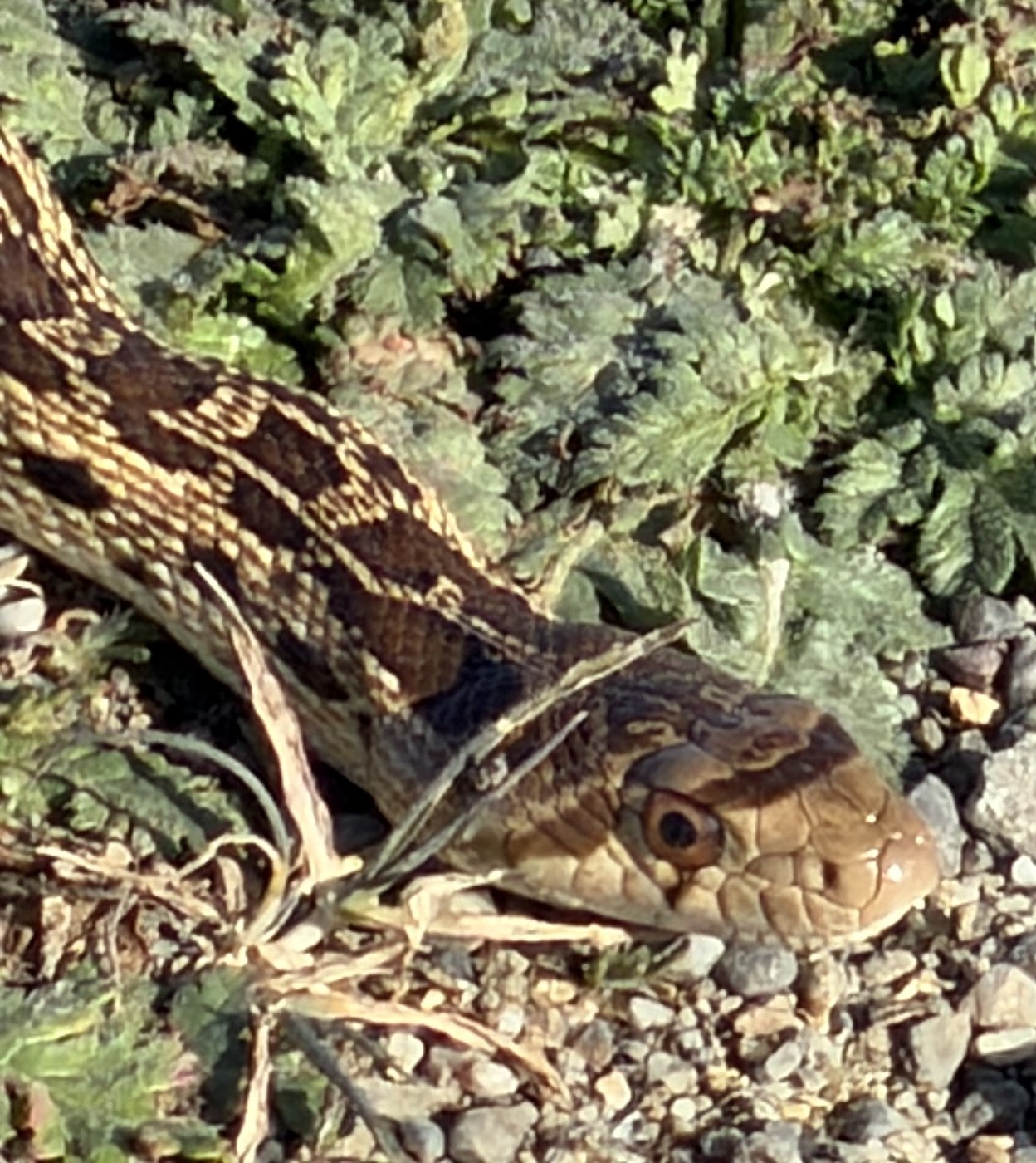 Gopher Snake
