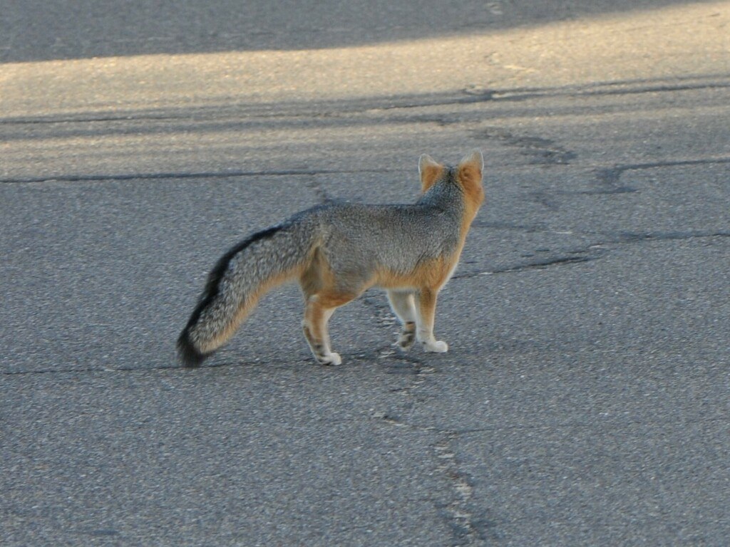 Gray Fox