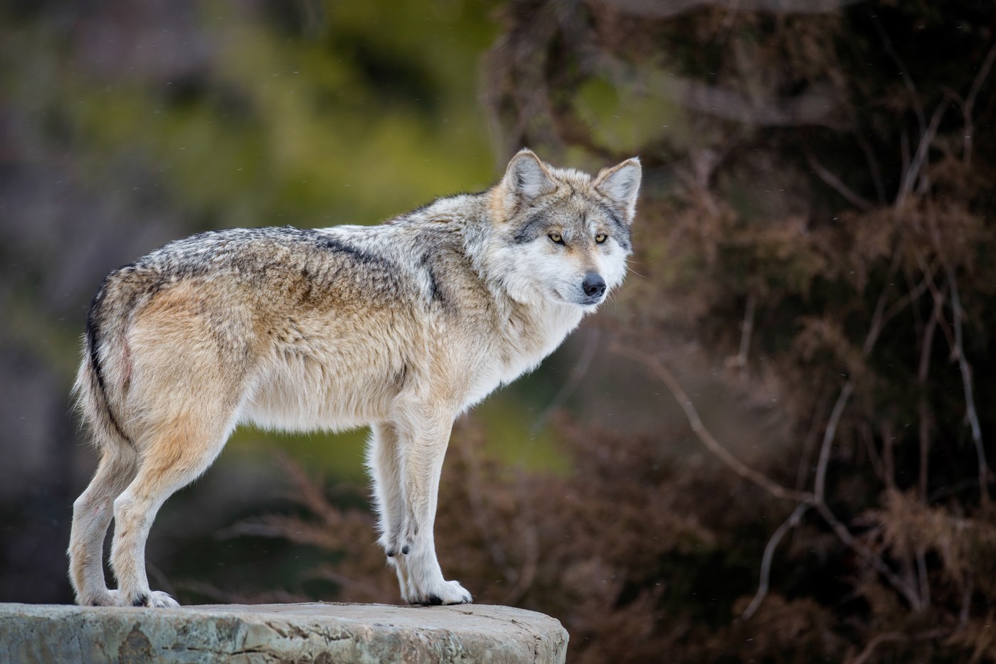Gray Wolf