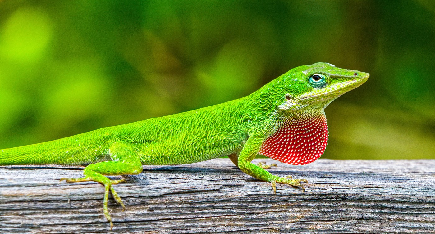 Green Anole