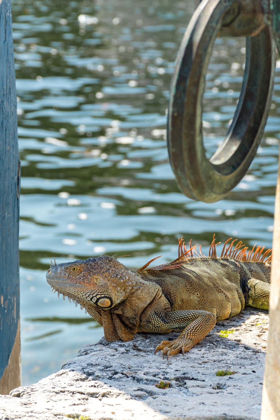 Green Iguana
