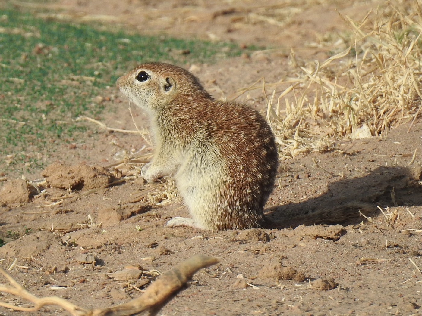 Ground Squirrel (Mexican &amp; Spotted)