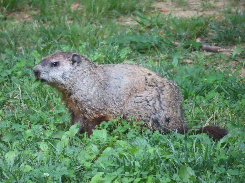 An adult groundhog in alert posture beside its burrow mound