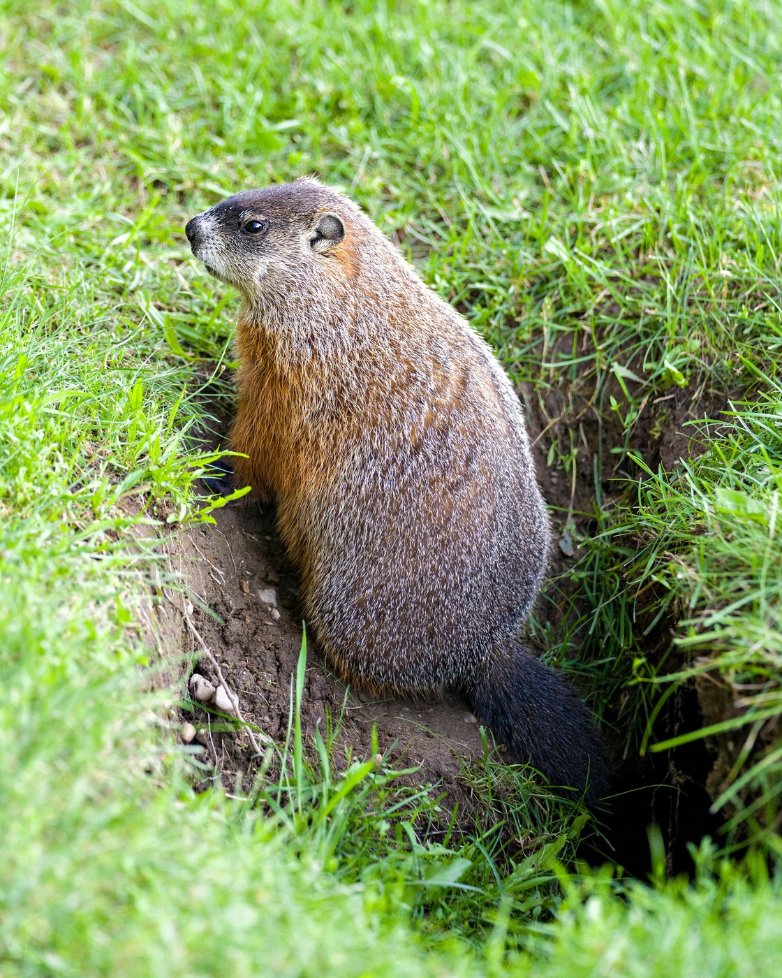 Groundhog
