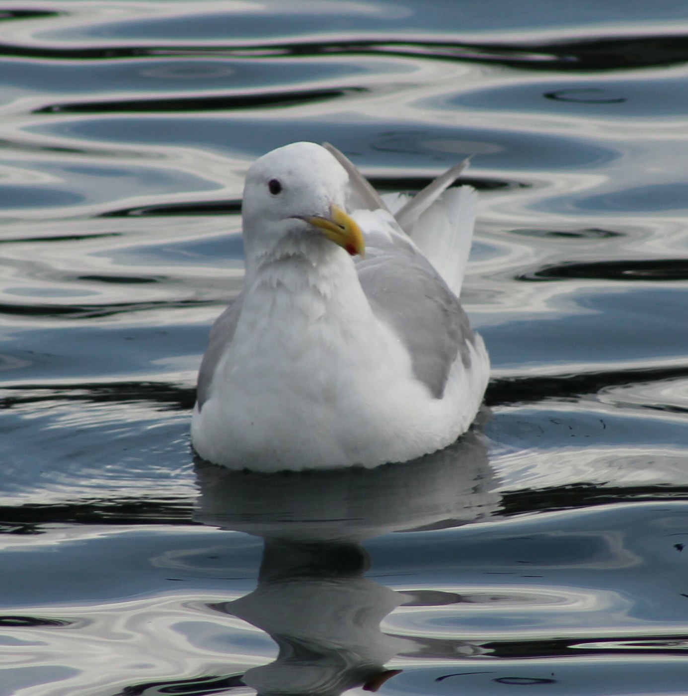 Glaucous-winged and Short-billed Gulls