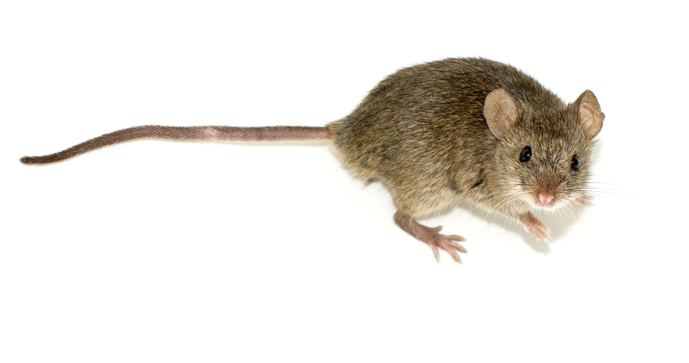 Adult house mouse showing large ears, small black eyes and a nearly hairless tail