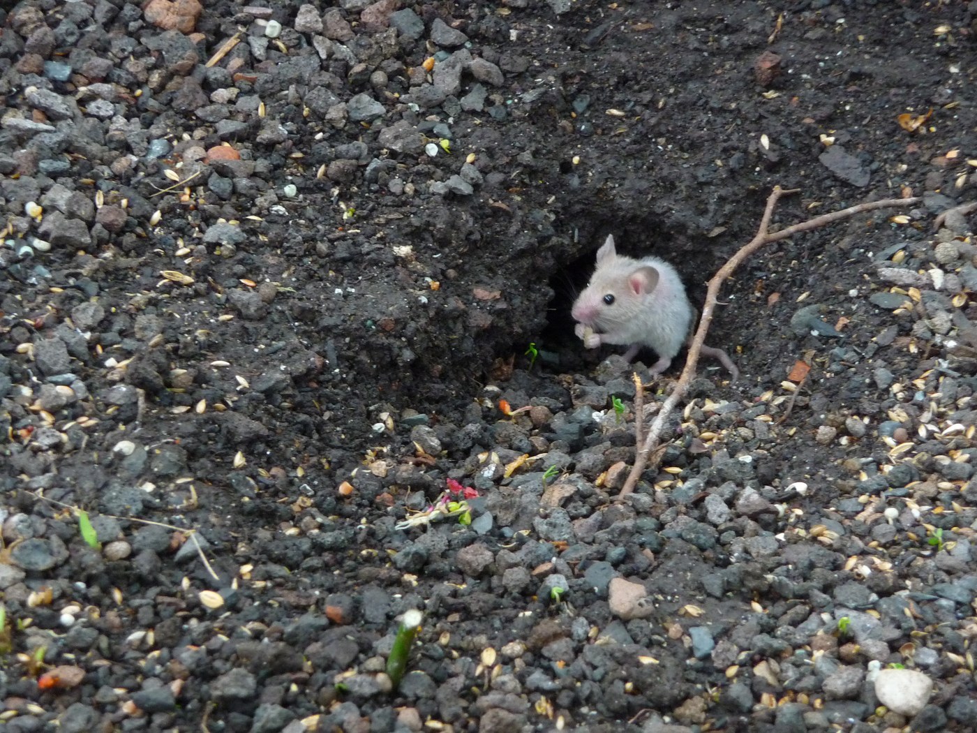 House Mouse
